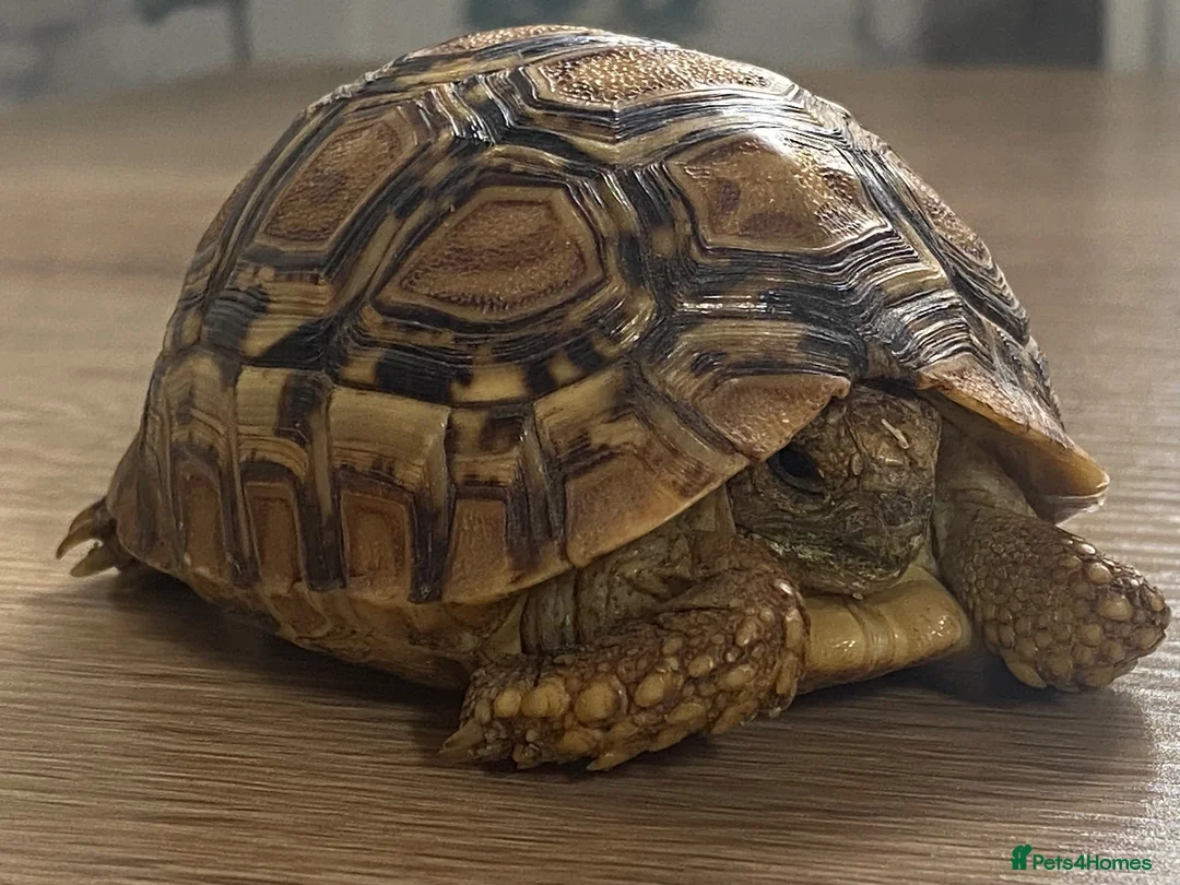 Tortoise reptiles for sale: Leopard Tortoise - Advert 1