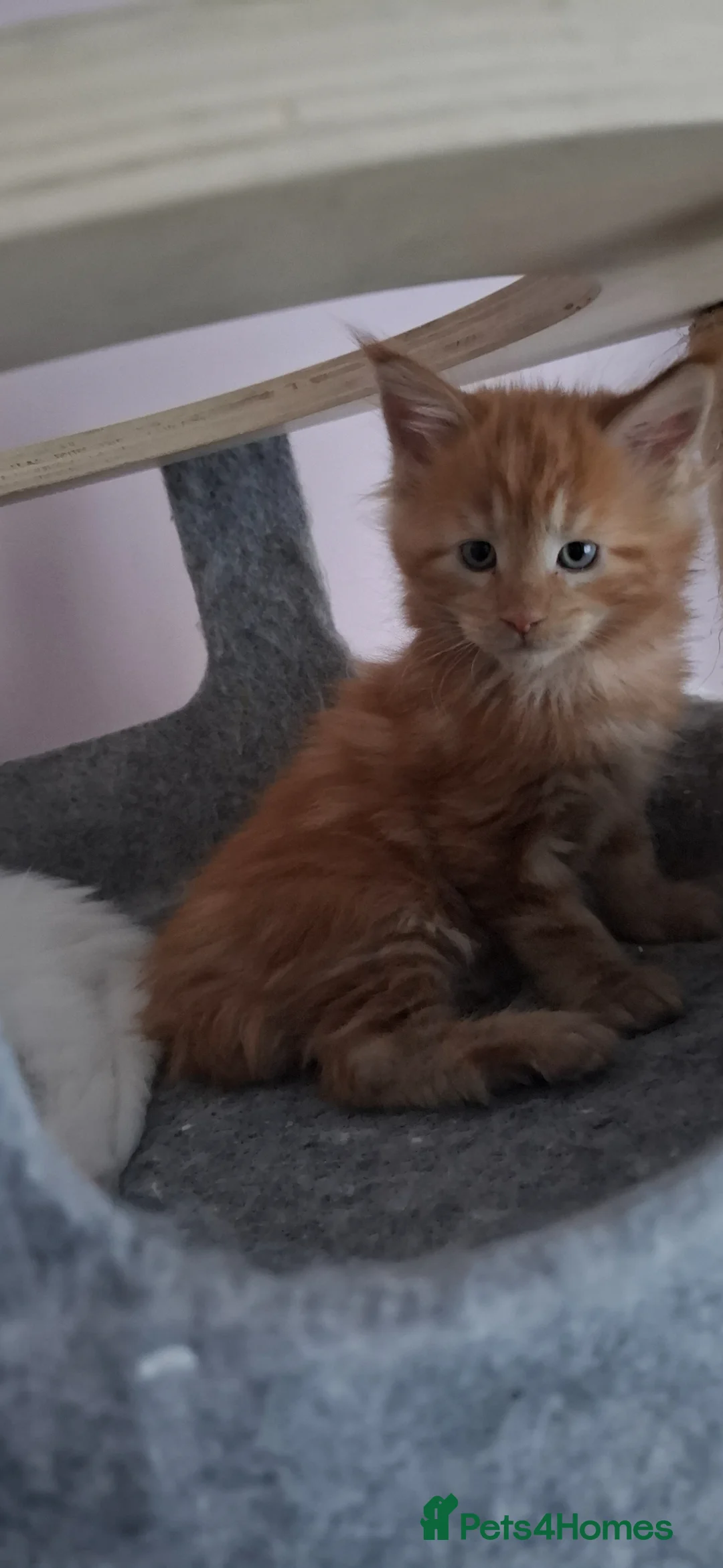 Maine Coon cats for sale: Snow & Fire Maine Coon Kittens GCCF - Advert 1
