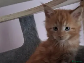 Maine Coon cats Snow & Fire Maine Coon Kittens GCCF - Advert 5