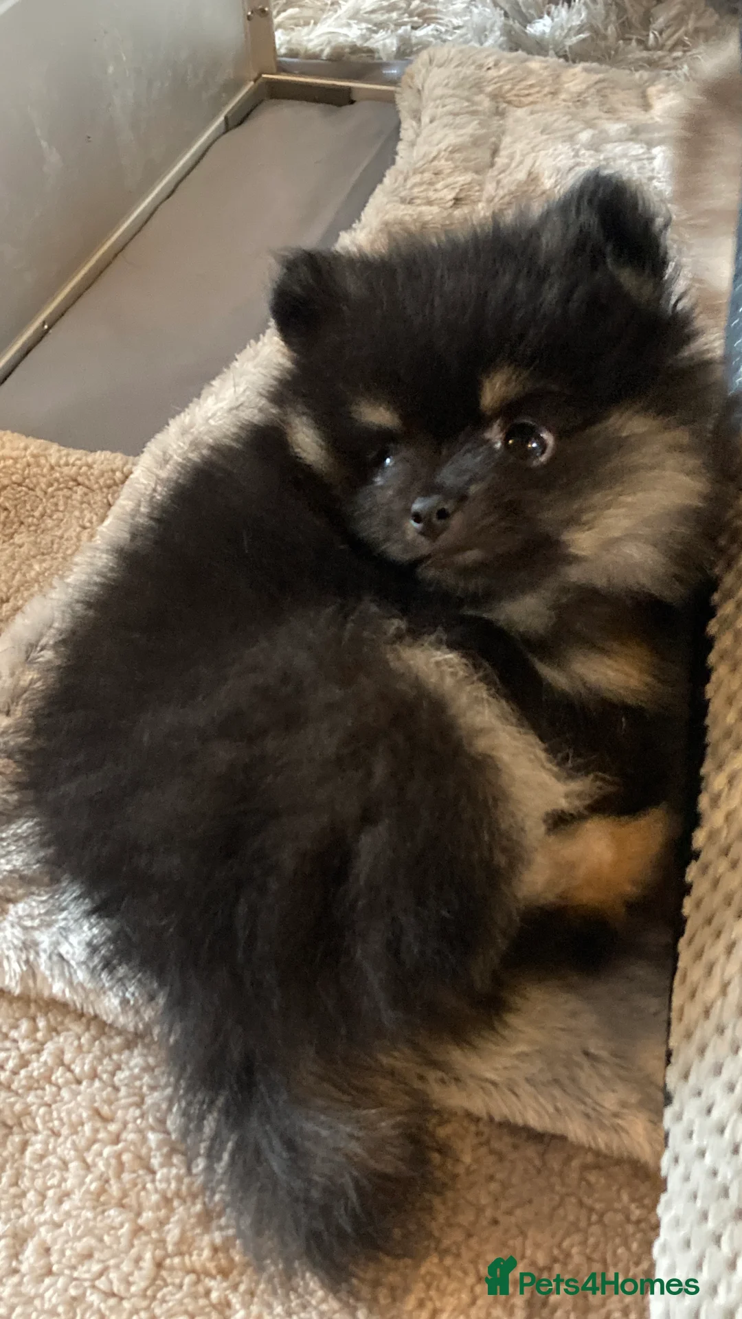 Pomeranian dogs for sale: Stunning litter of 6 Pomeranian Pups - Advert 12