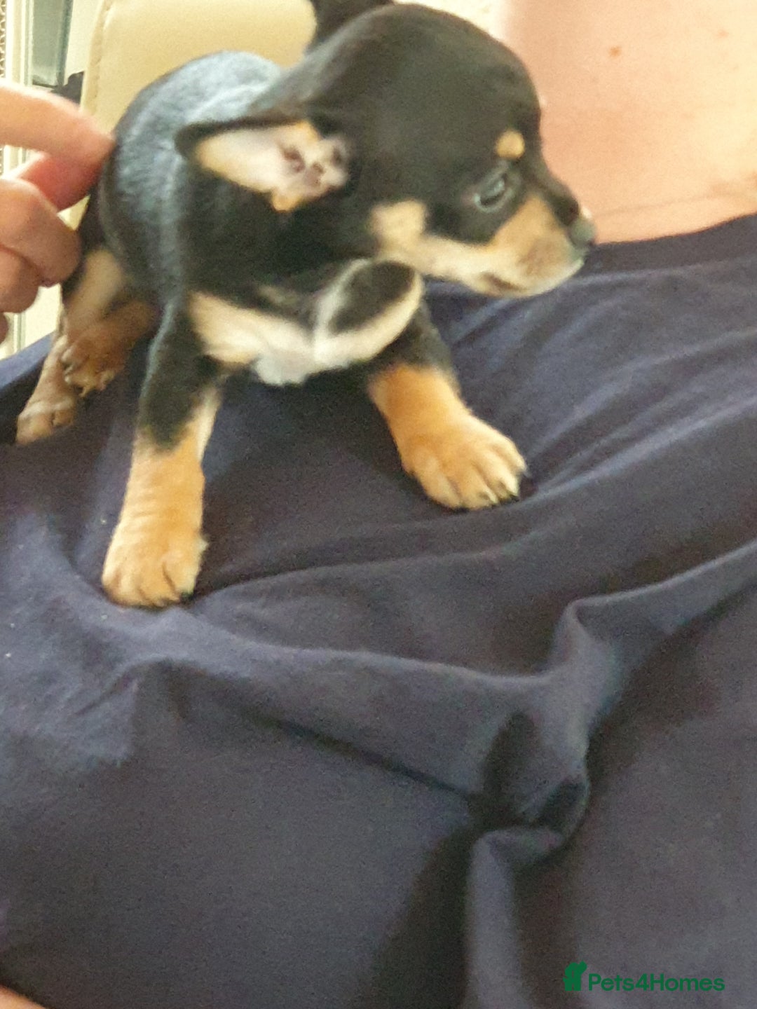 Chiweenie dogs for sale: Chihuahua pups - Image 7