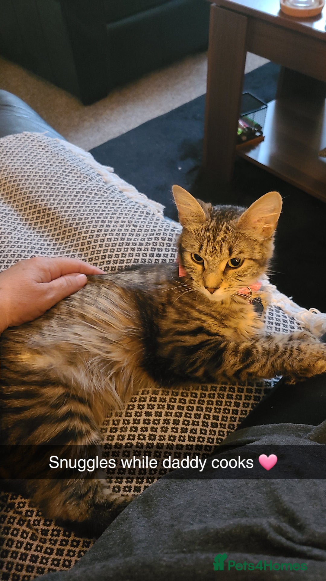 Mixed Breed cats for sale: Female 10 months - Image 2
