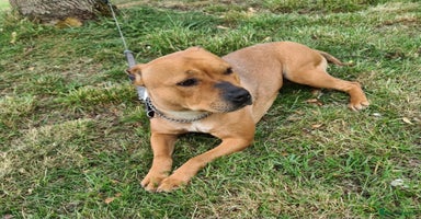 Staffordshire Bull Terrier dogs - Advert 1