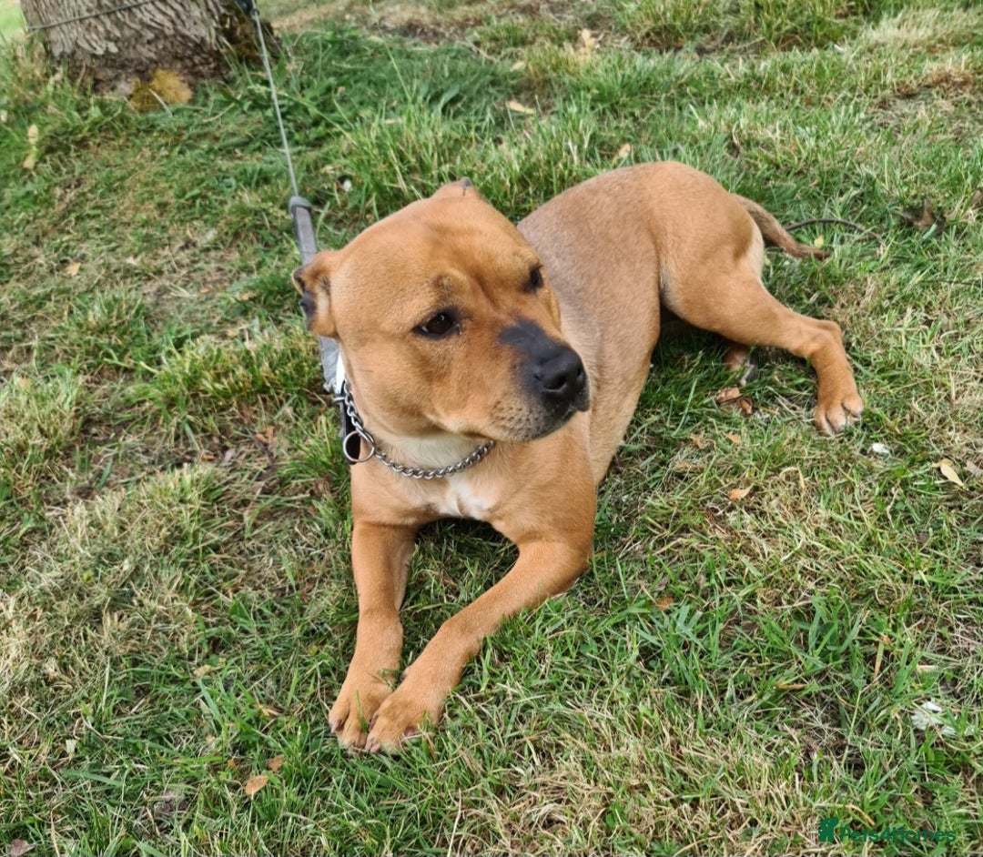 Staffordshire Bull Terrier dogs for sale: Adorable champion bred black staffys puppy's  - Image 9