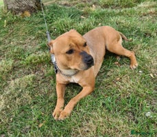 Staffordshire Bull Terrier dogs - Advert 1