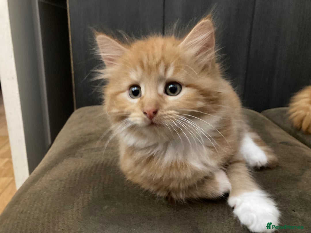 Mixed Breed cats for sale: Lovely kitten for sale  - Image 10