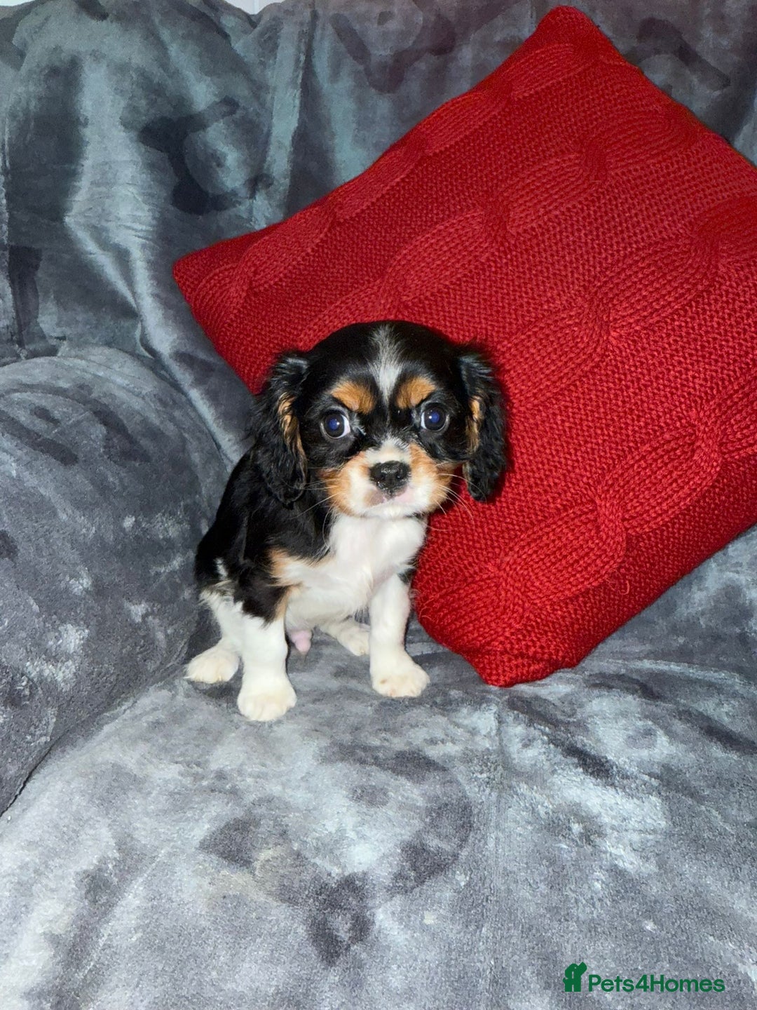 Cavalier King Charles Spaniel dogs for sale: 💙🩵Stunning Tri cavalier Boys 💙🩵 - Advert 9