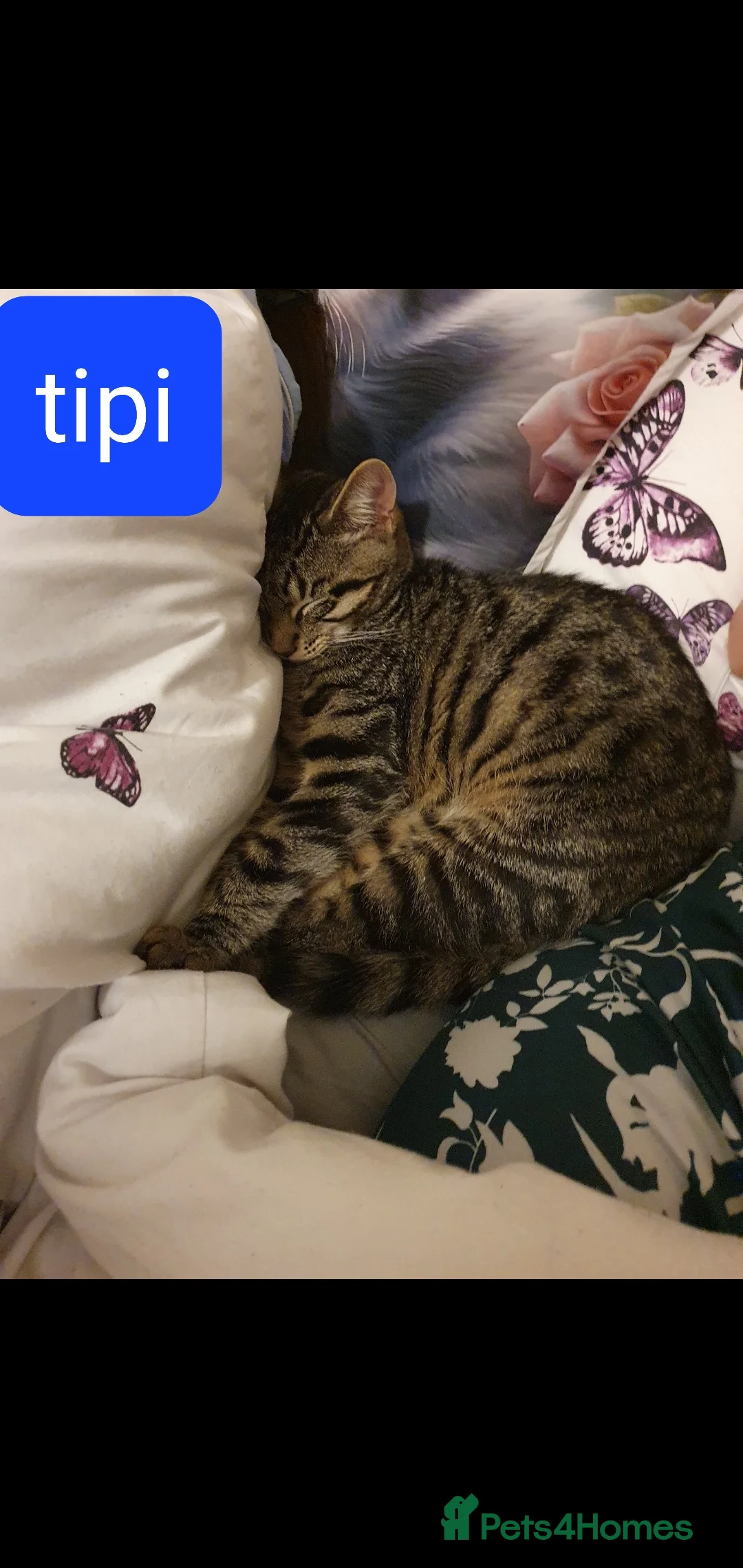 European cats for sale: For Sale tipi - Advert 2