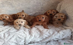 Cockapoo dogs for sale: Cockapoo puppy's  - Advert 1