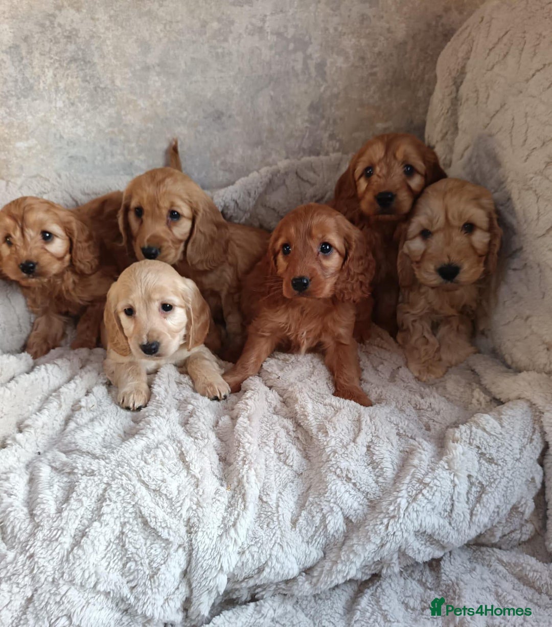 Cockapoo dogs for sale: Cockapoo puppy's  - Advert 1