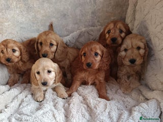 Cockapoo dogs Cockapoo puppy's - Advert 18