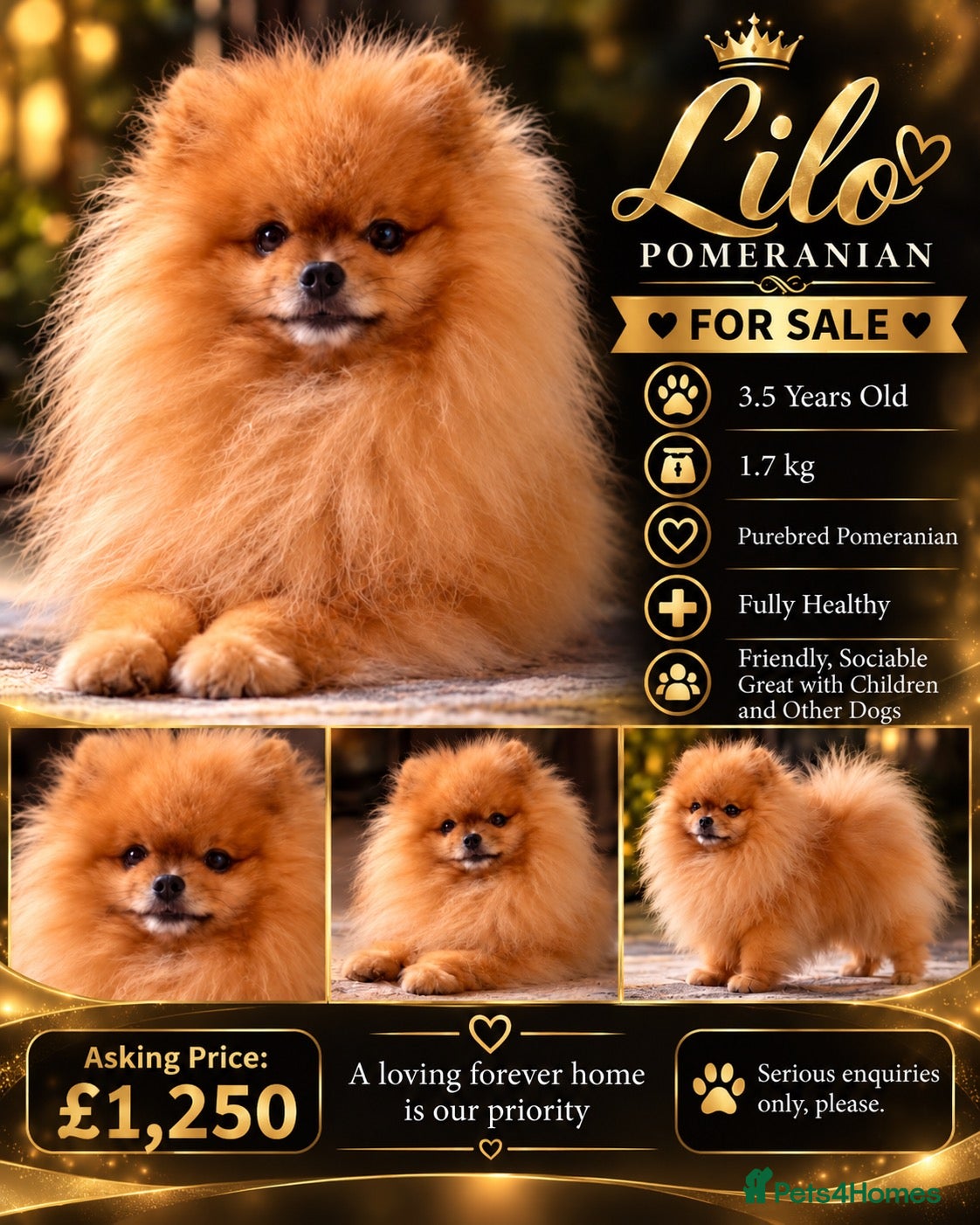 Pomeranian dogs for sale: 3,5 years old male Pom - Advert 7
