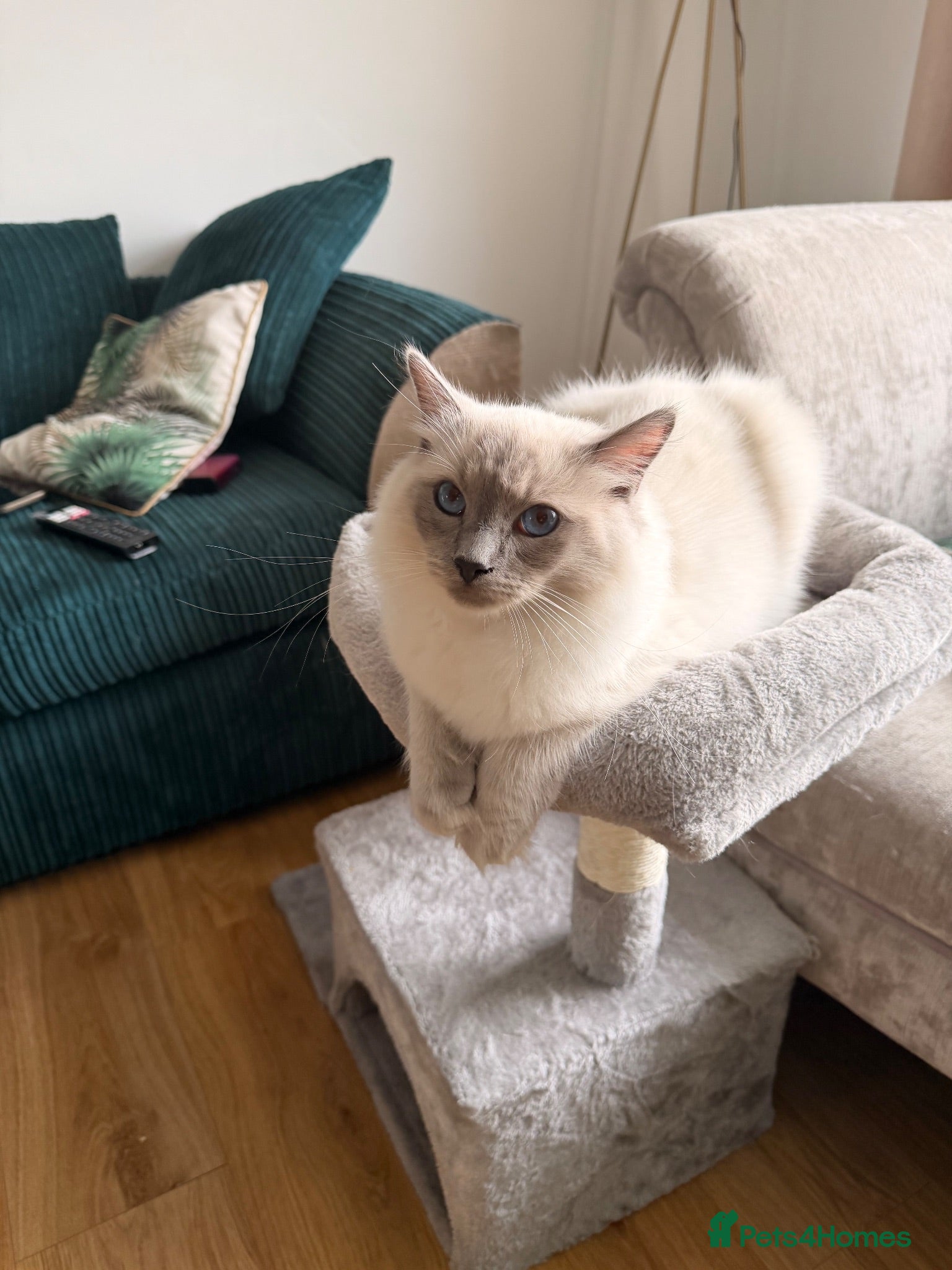 Ragdoll cats GCCF Active Ragdoll Male  - Advert 14