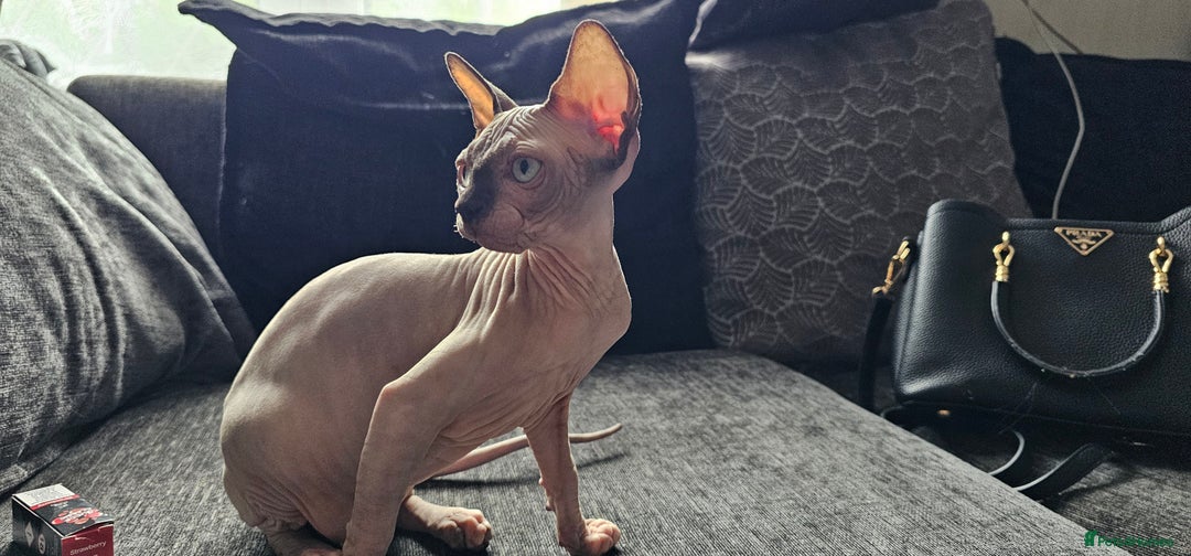 Sphynx cats for sale: Gccf sphynx kittens parents health tested  - Image 4