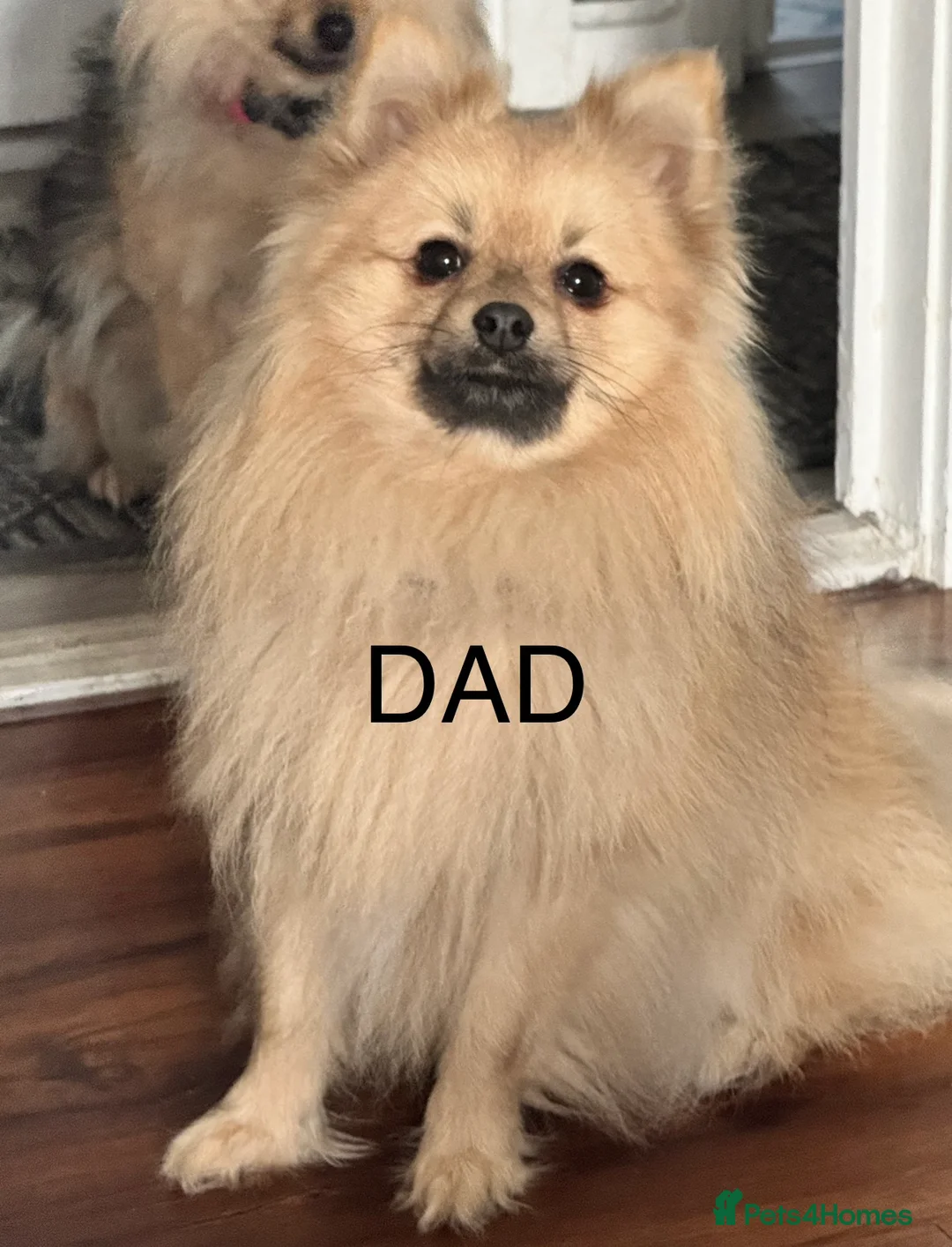 Pomeranian dogs for sale: ✨🐶One BOY Adorable Pomeranian Puppy 🐶✨ - Advert 21