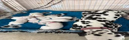 Dalmatian dogs for sale: 🐾🏆Dalmatian puppies🏆🐾 - Advert 5