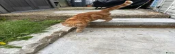 Mixed Breed cats for sale: Mixed Litters  - Advert 7