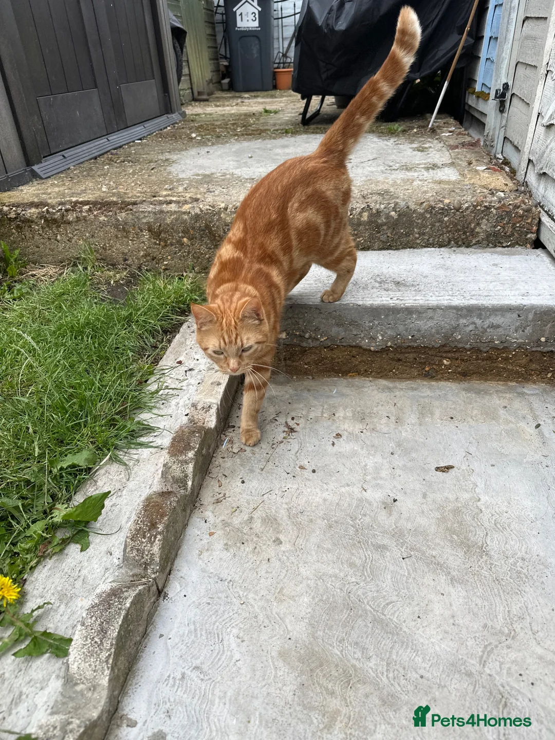 Mixed Breed cats for sale: Mixed Litters  - Advert 7