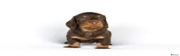 Miniature Dachshund dogs for sale: Miniature dachshund beautiful litter - Advert 18