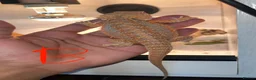 Bearded Dragon reptiles for sale: Hypo bearded dragon  - Advert 2