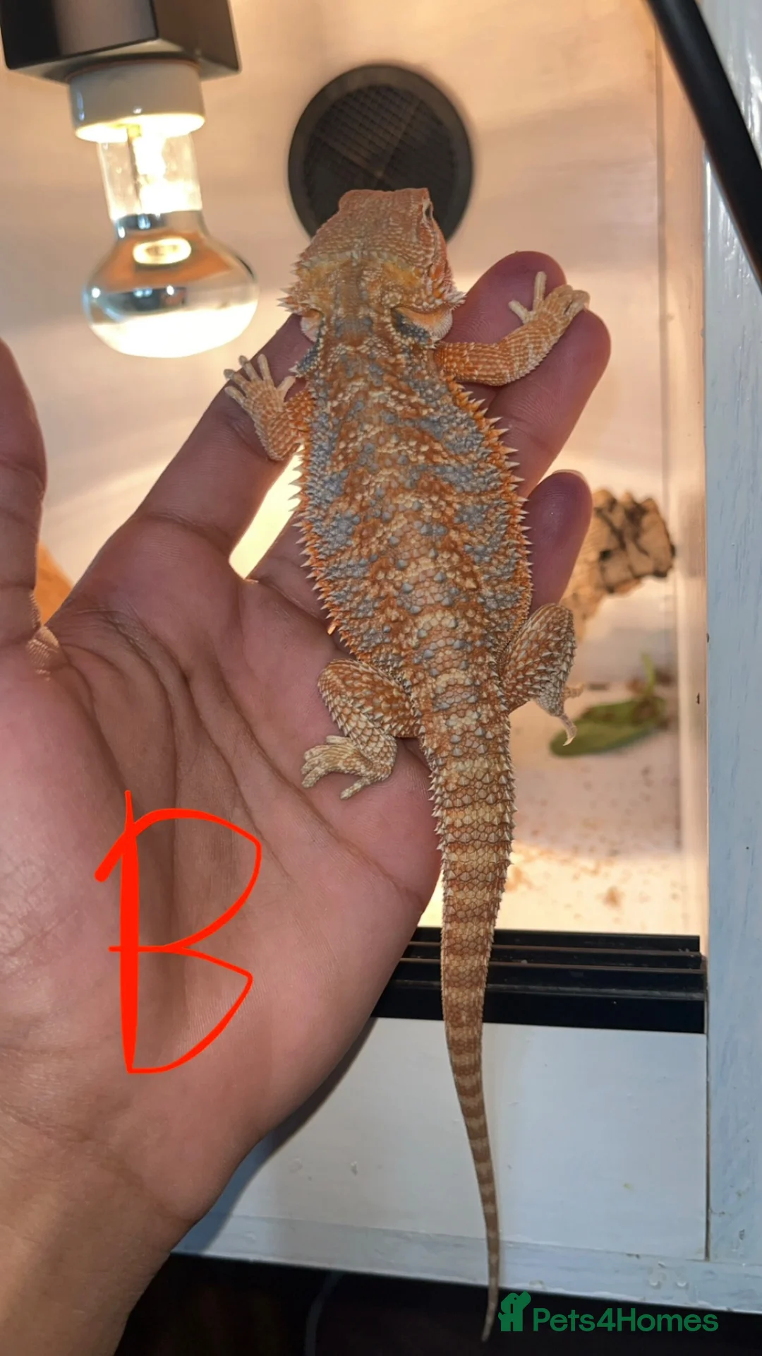 Bearded Dragon reptiles for sale: Hypo bearded dragon  - Advert 2