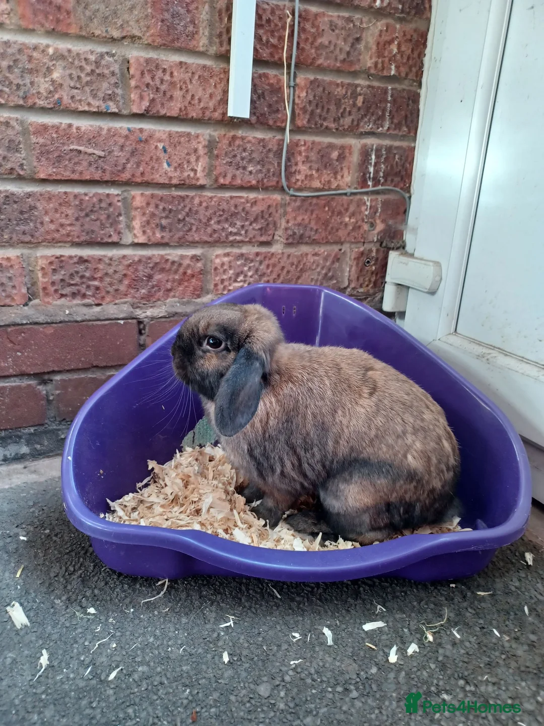 Mini Lop rabbits for sale: Male Lop Rabbit - Advert 6