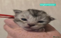 Maine Coon cats for sale: Maine Coon Kittens Silver Imported Shaded Lines - Image 31