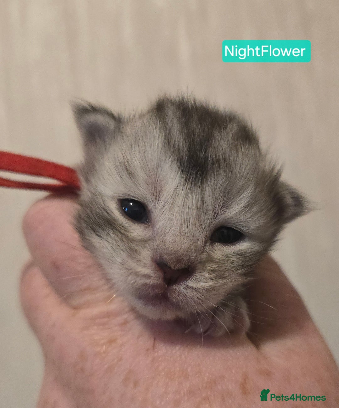 Maine Coon cats for sale: Maine Coon Kittens Silver Imported Shaded Lines - Image 31