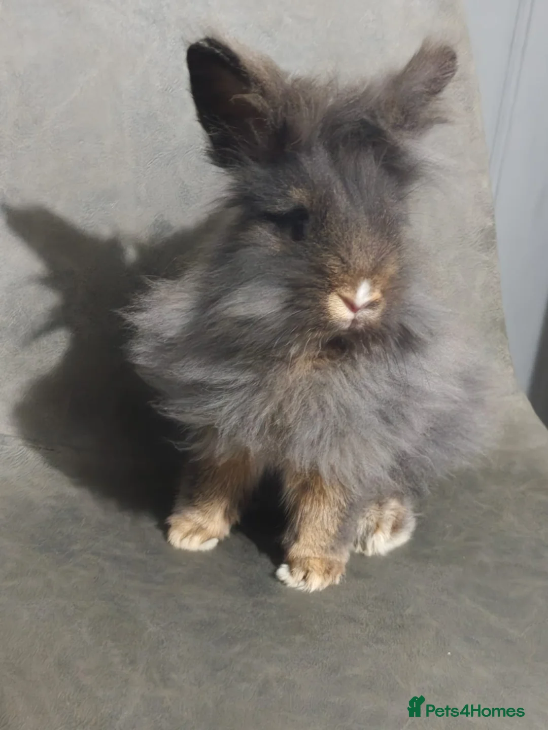 Lionhead rabbits for sale: Lionhead males - Advert 8