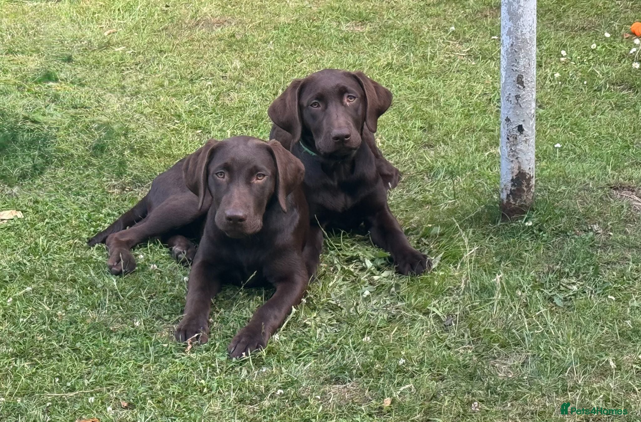 Labrador Retriever dogs FULLY VACCINATED & DEWORMED - Advert 4