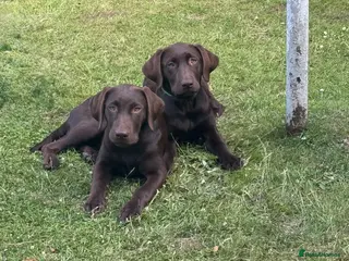 Labrador Retriever dogs 2 GIRLS REMAINING - Advert 4