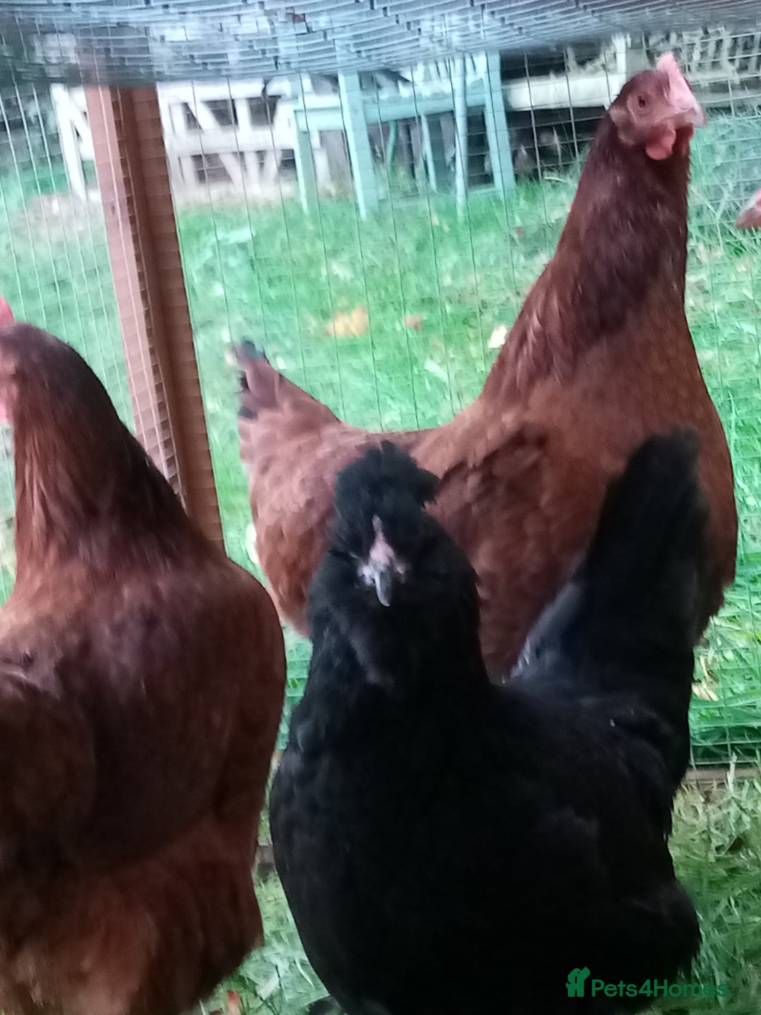 Chickens poultry for sale: Pullets/hens for sale - chickens in Hungerford - Image 8