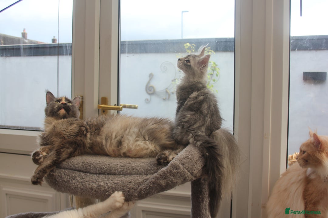 Maine Coon cats for sale: TICA PEDIGREE MAINE COON KITTENS  - Image 8
