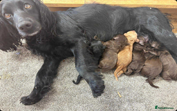 Cocker Spaniel dogs for sale: Cocker spaniel pups KC REG & COUNCIL LICENSED  - Image 20