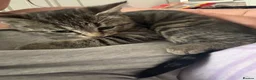 British Shorthair cats for sale: Kitten  in Wellington - Advert 3