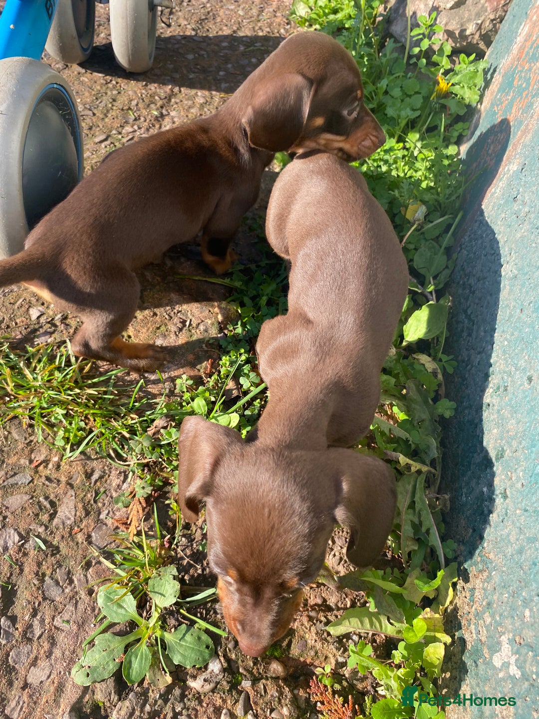Dachshund dogs for sale: Miniature Dachshund Puppies ⭐️one male left  ⭐️ - Advert 12