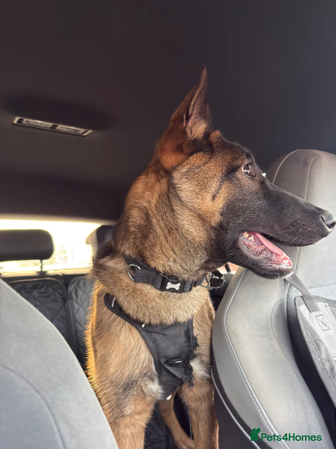 Belgian Shepherd Dog dogs for sale: Belgium Malinois Puppy 6 Months Old - Advert 6