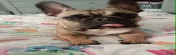 French Bulldog dogs for sale: French bulldog in Peterlee - Advert 1
