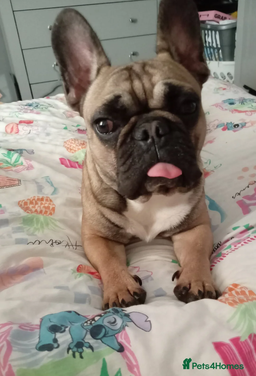 French Bulldog dogs for sale: French bulldog in Peterlee - Advert 1