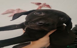 Mixed Breed dogs for sale: Beautiful mixed breed puppies - Image 13