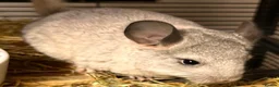 Chinchilla rodents for sale: Baby Chinchillas For Sale  - Advert 5