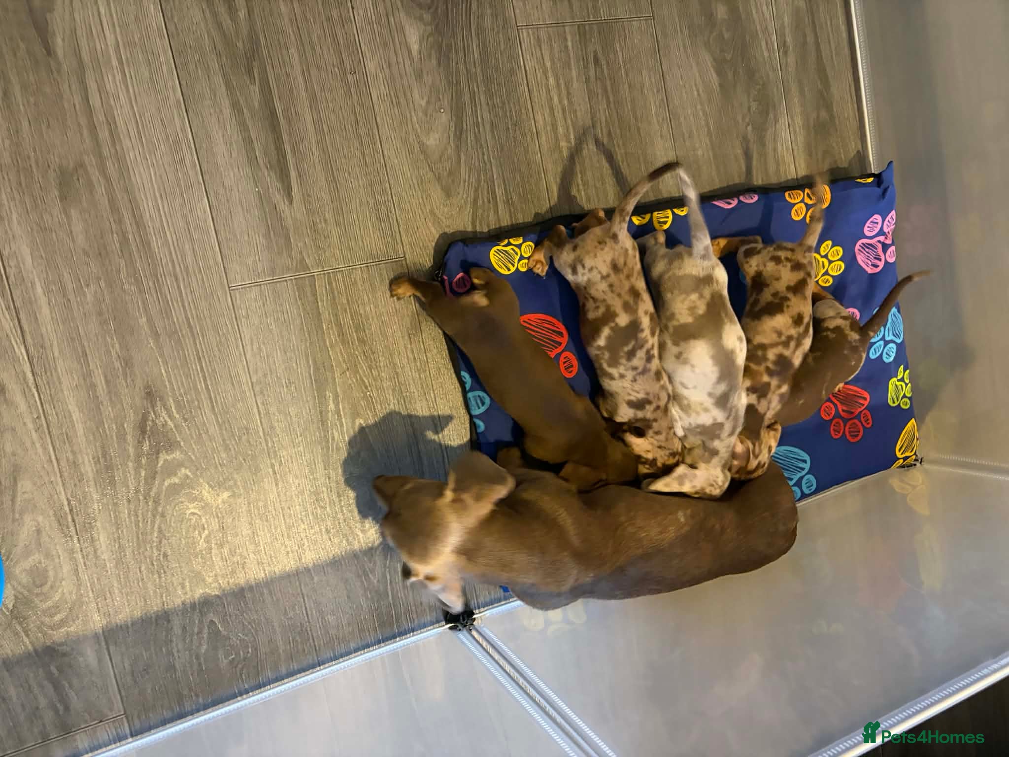 Miniature Dachshund dogs KC registered Miniature Dachshund puppies  in Bolton - Advert 1