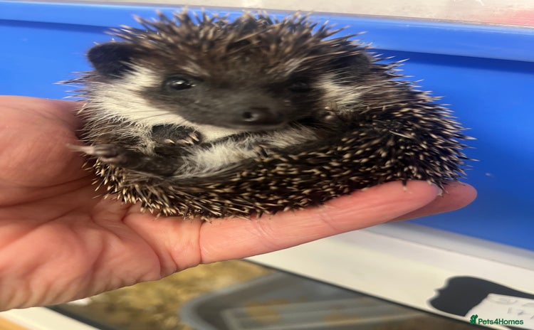 Pygmy Hedgehog rodents - Advert 1