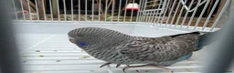 Budgerigars birds for sale: Bfbw, Bwbf, Rainbow hagoromo and other mutations  - Advert 6