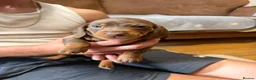 Miniature Dachshund dogs for sale: Stunning mini dach puppies - Advert 6