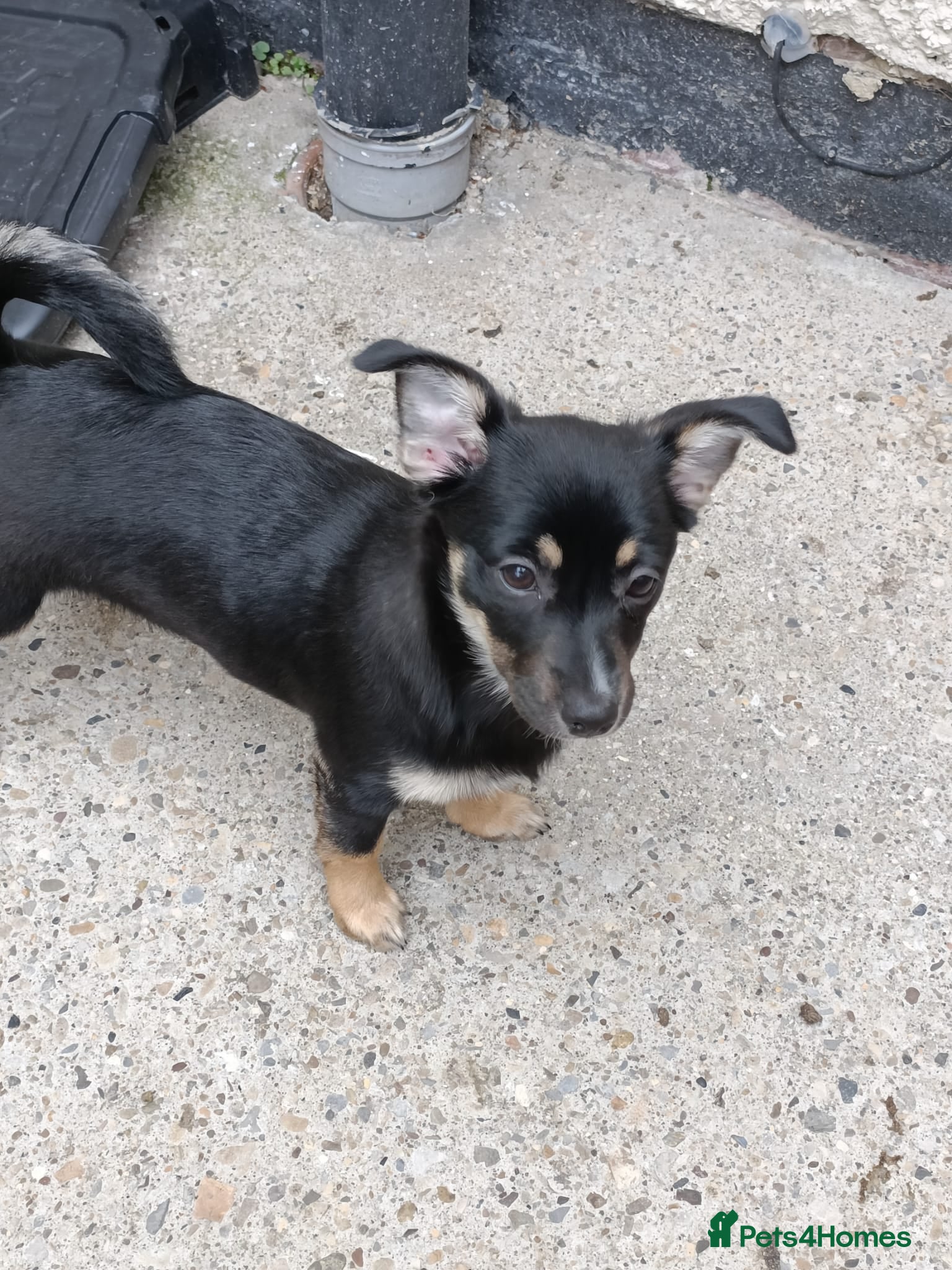 German Spitz dogs 4 month German spitz female  - Advert 16