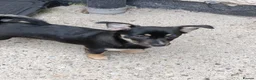 German Spitz dogs for sale: 4 month German spitz female  - Advert 1