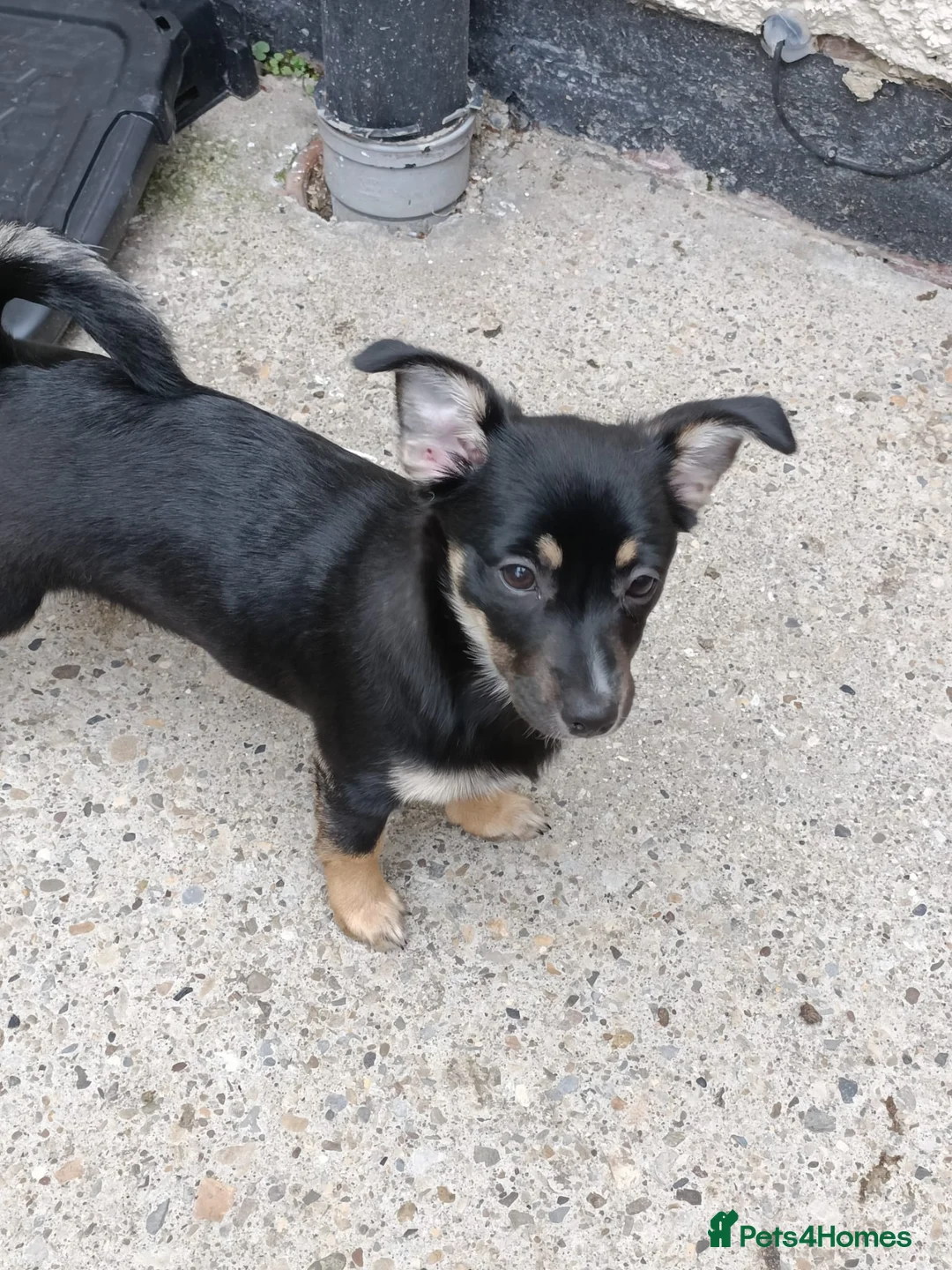 German Spitz dogs for sale: 4 month German spitz female  - Advert 1