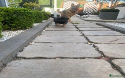 German Shepherd dogs for sale: KC Reg. Amazing Beautiful Girls Awaiting A Home ❤️ - Image 6