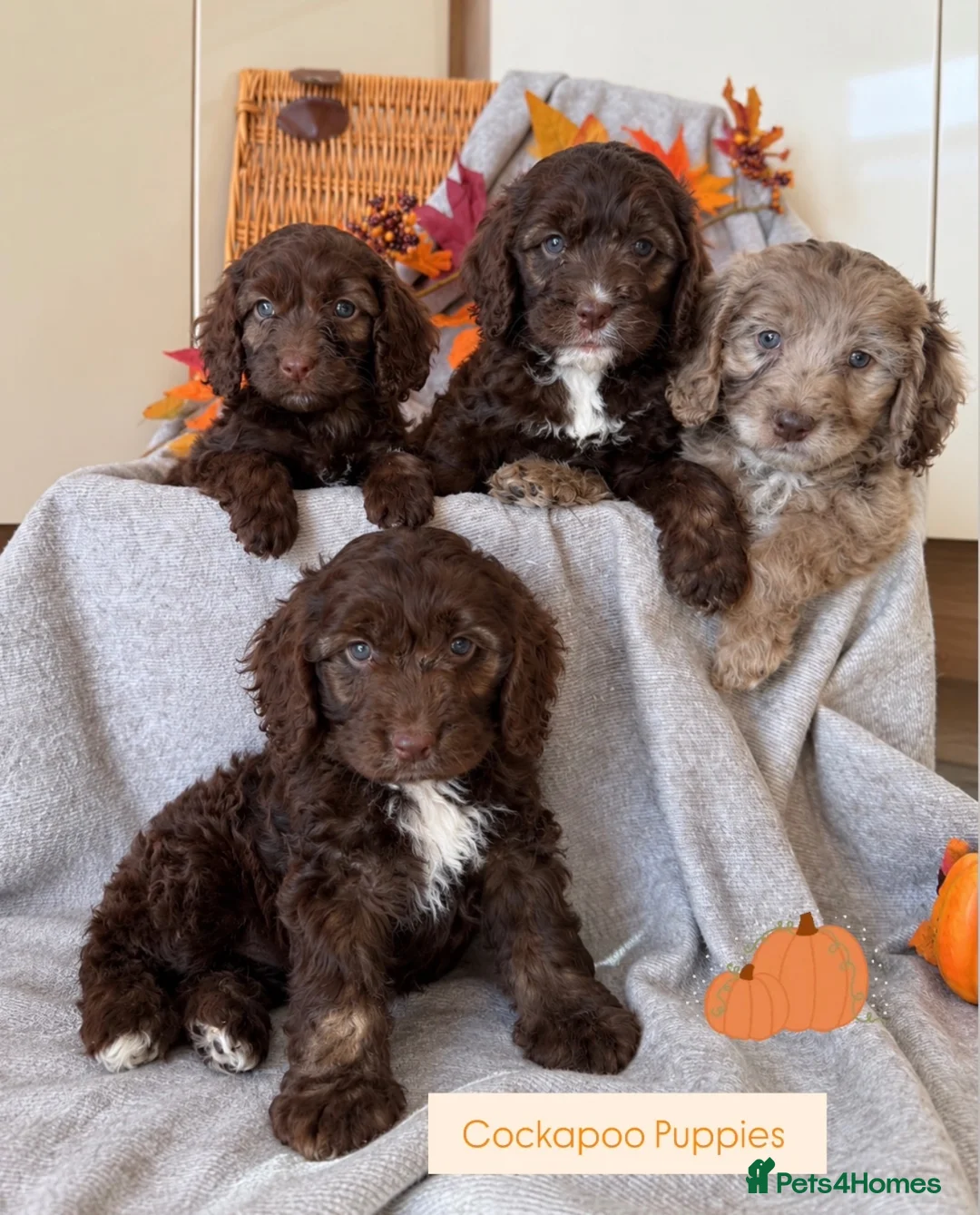Cockapoo dogs for sale: Cockapoo puppies - Advert 1